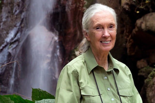 Как Google Earth помогла Джейн Гудолл спасти шимпанзе oth0163 05 dg