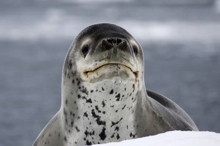 Как USB-накопитель, найденный в какашке тюленя, воссоединился со своим владельцем леопард морской гидрургой лептоникс райская бухта Антарктида